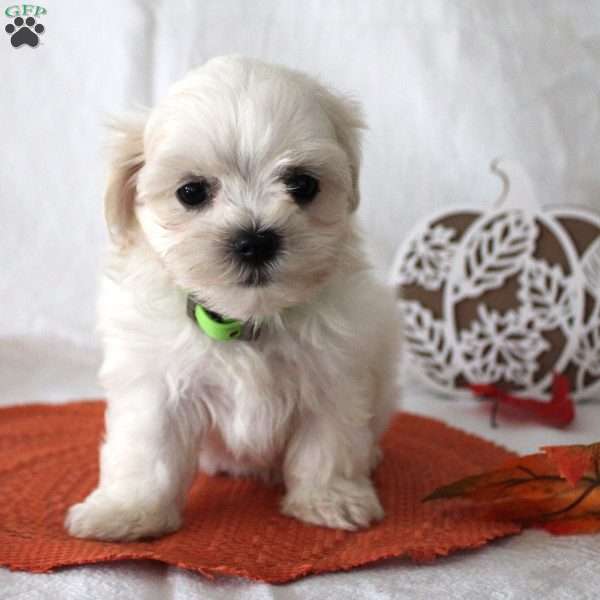 Russel, Maltese Puppy